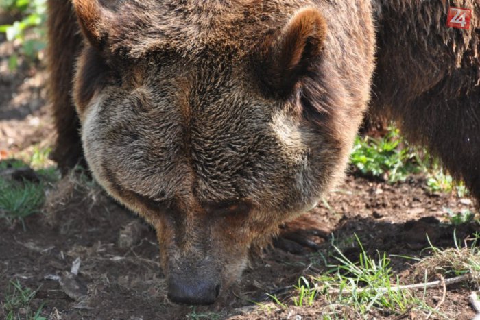 Ilustračný obrázok k článku Útoky medveďov v kremnických lesoch: V každom 3. prípade obeť ani nestačila reagovať!