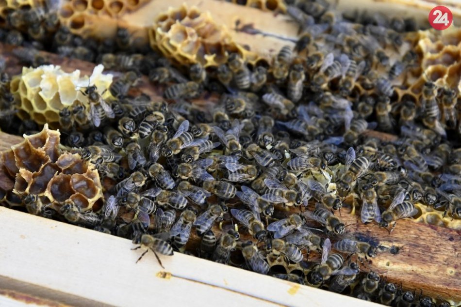 Ilustračný obrázok k článku Kremnické lesy chystajú po mede novinku: Včelín má slúžiť na špeciálnu terapiu