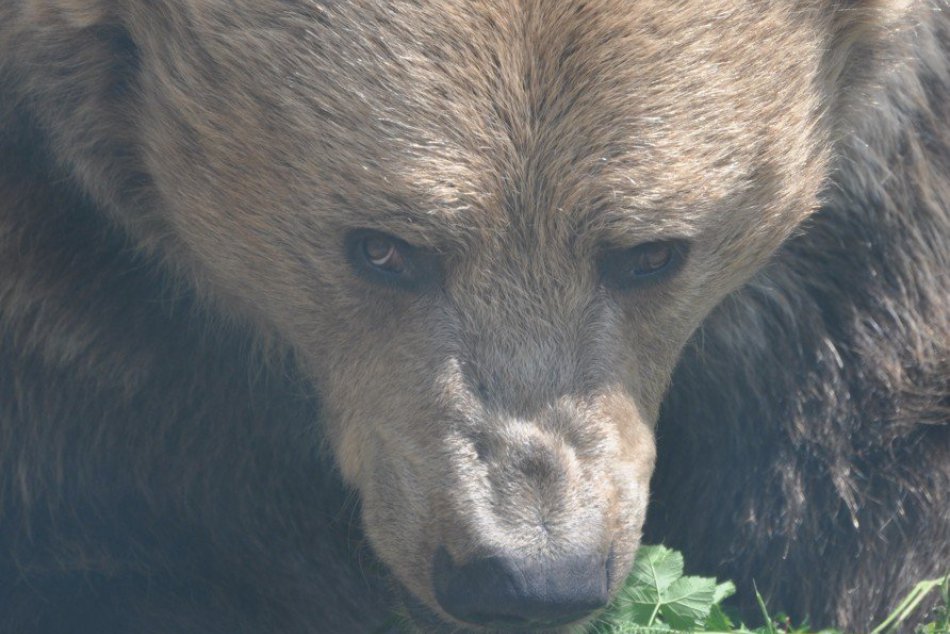 V kremnických lesoch medvede zaútočili 16 krát: Je to dôvod na paniku?